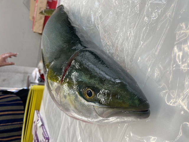 hamachi2.jpeg