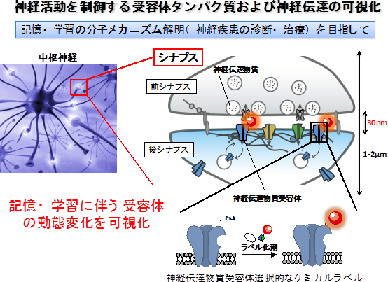 2025年最新】ヒューマンバイオロジー―人体と生命の人気アイテム