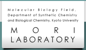 Molecular Biology Field, Department of Synthetic Chemistry and Biological Chemistry, Kyoto University - MORI LABORATORY