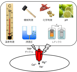 図1　“センサー”タンパク質としての機能