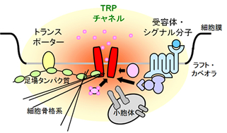図2　“足場”タンパク質としての機能
