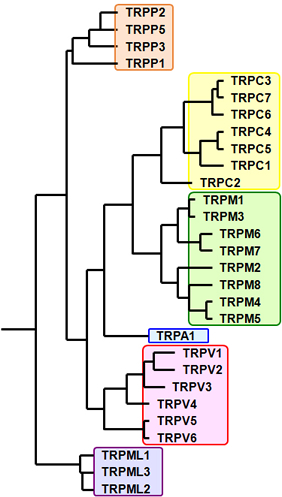 図3　哺乳類のTRPチャネルの進化系統樹