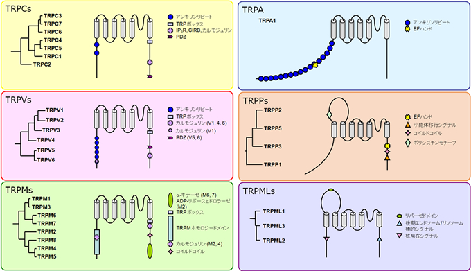 図4　TRPチャネルの細胞膜におけるトポロジー
