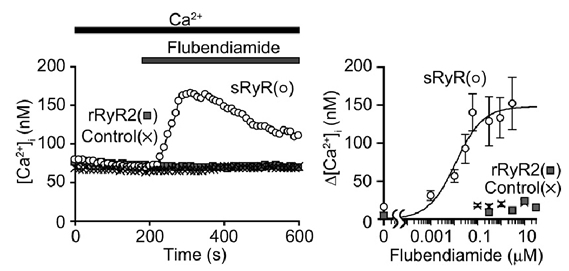図5　各種RyRを強制発現させたHEK293細胞のflubendiamideに対する応答